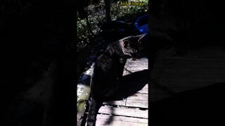 cat sitting in the sun