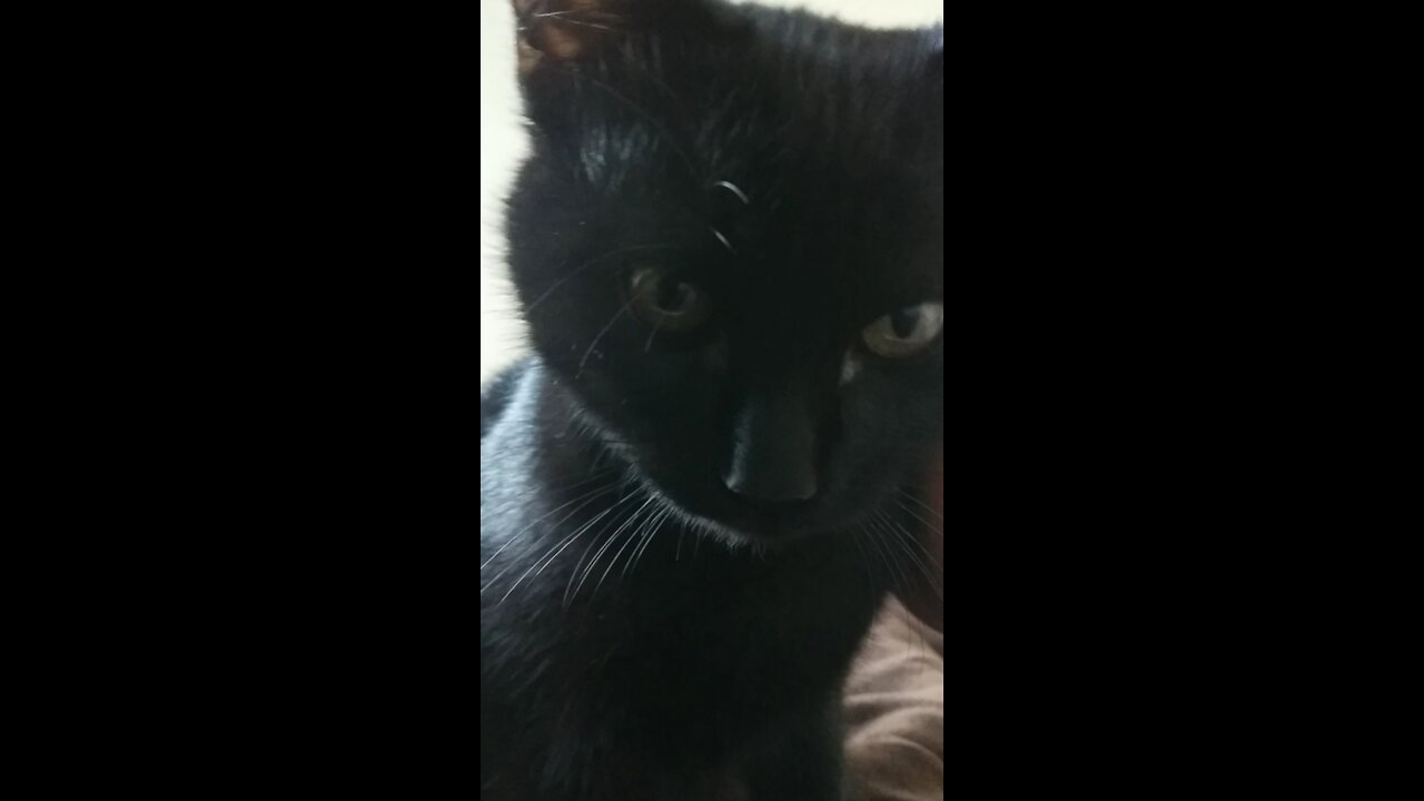 Asmr cat black purring