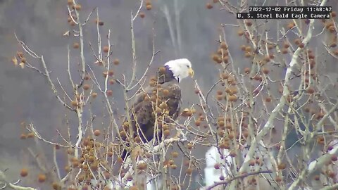 USS Eagles - Mom casts a pellet