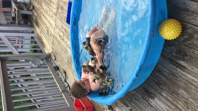 Boy Laughs As Several Ducklings Crawl Over Him In Swimming Pool