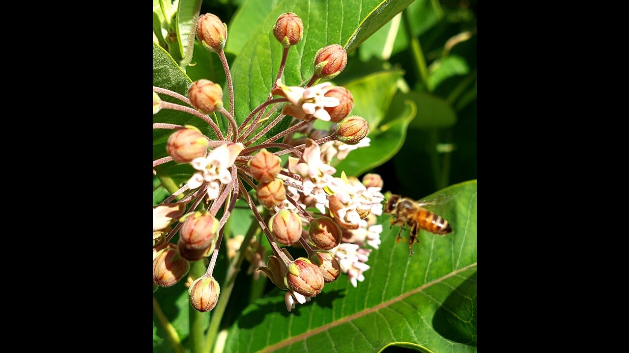Bees on the milkweed