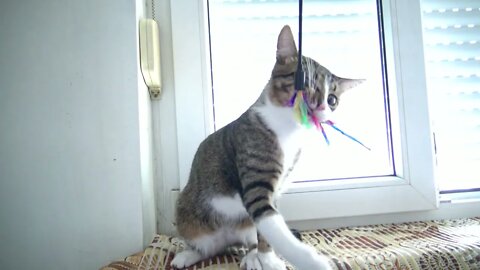 Adorable Kitten Grabs Toy Like a Dog