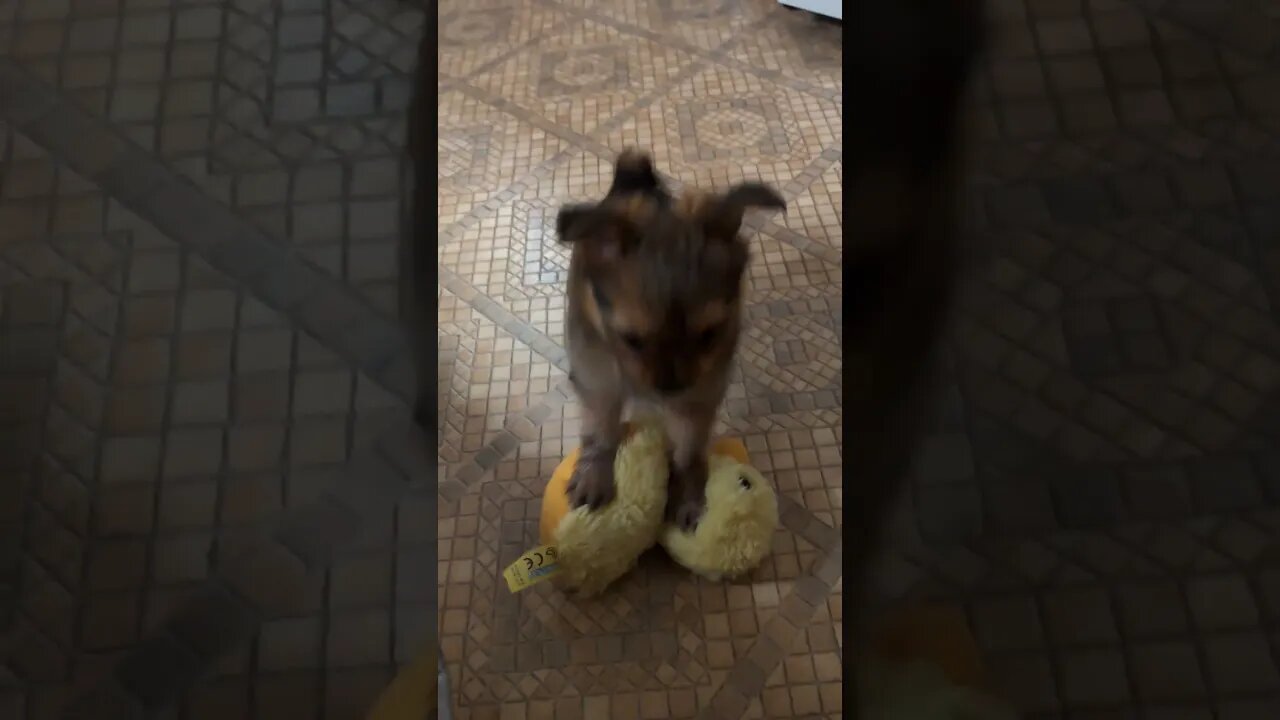 Maisie Savaging a Duck