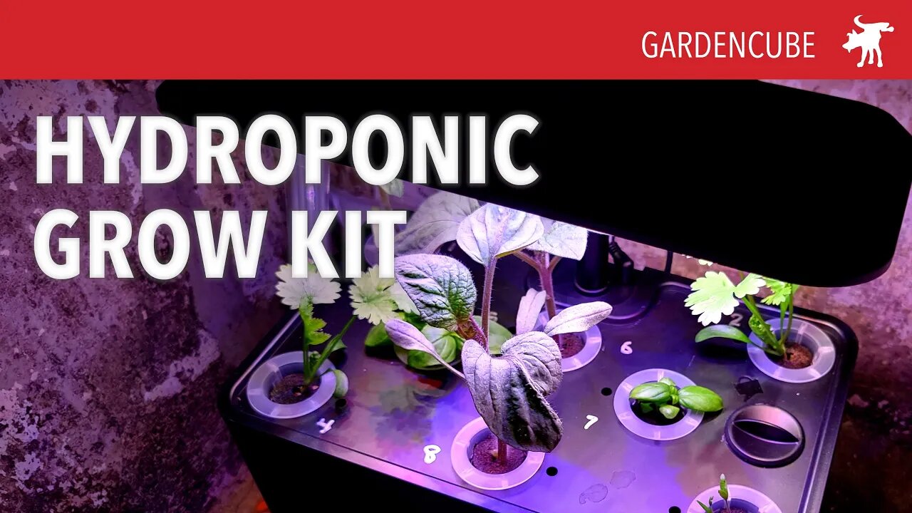 Hydroponic at home for beginners: GardenCube