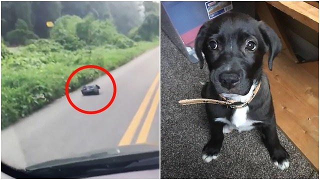Woman Sees A Moving Garbage Bag On The Road, Stops Her Car To Save It