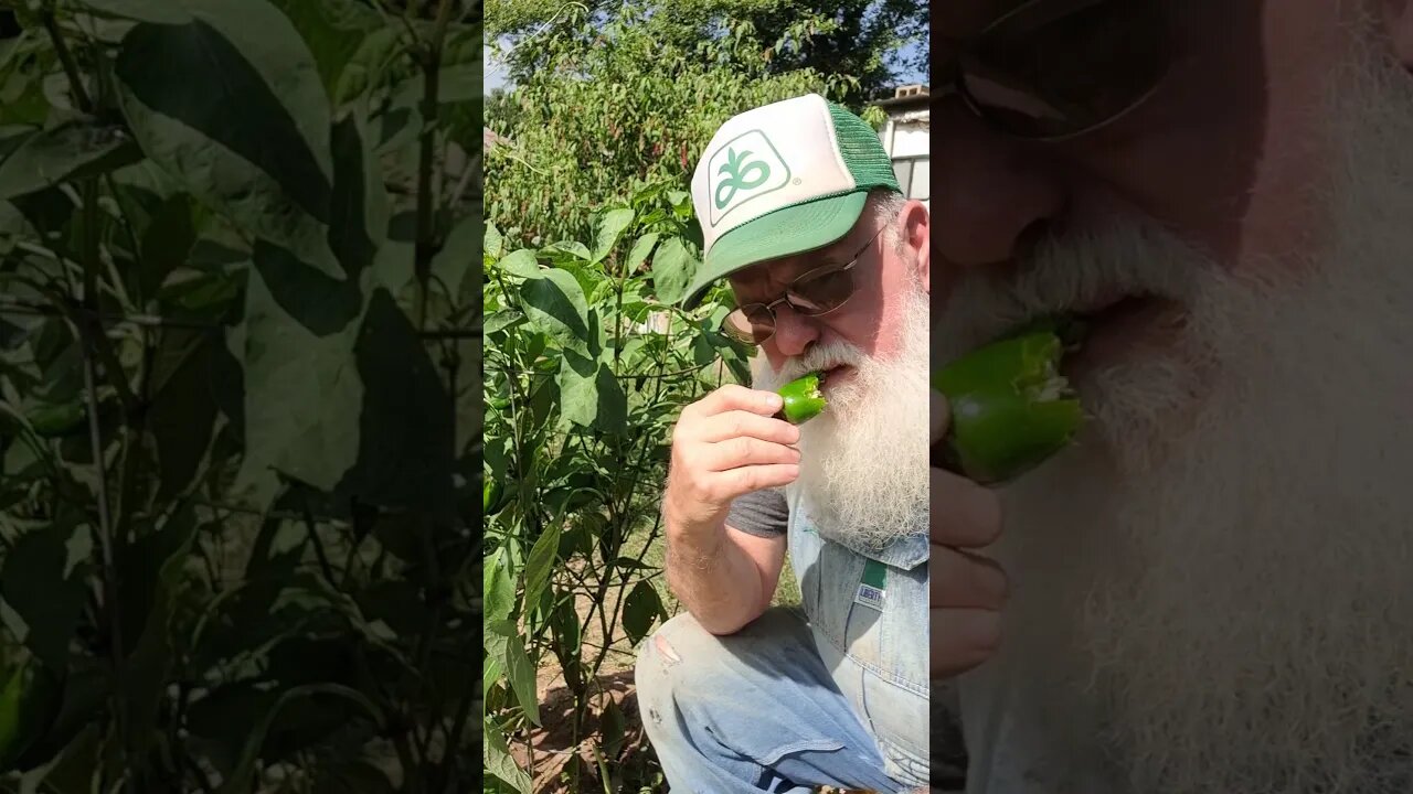 1 Minute Jalepeno Eating #challenge