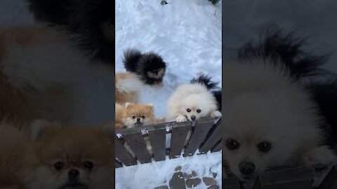 Cute Puppies in the Snow