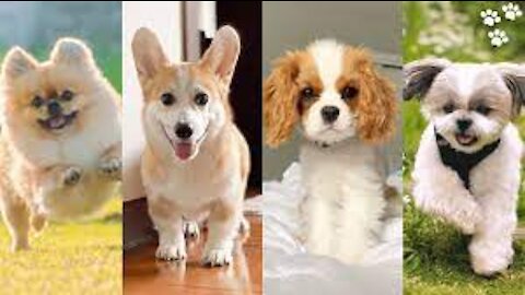 Small Dog breeds that Stay small and don't Shed [Top 10 Small Dog Breeds for Families]