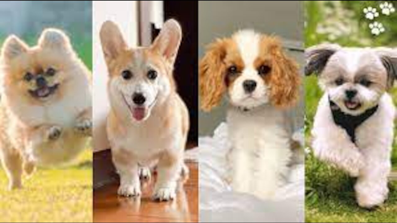 Small Dog breeds that Stay small and don't Shed [Top 10 Small Dog Breeds for Families]