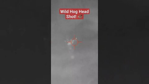 Wild Hog Head Shot! 🐗