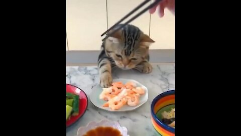 Hungry cat 😸