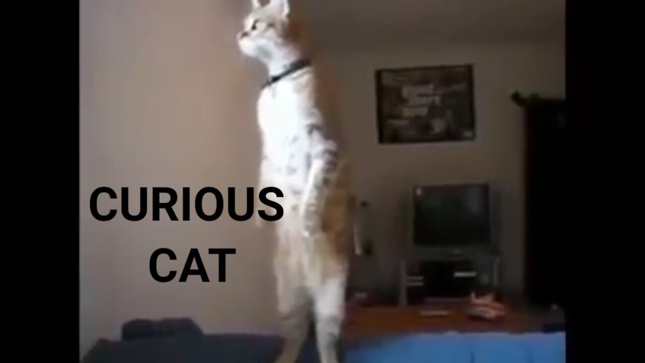 Funny and curious cat