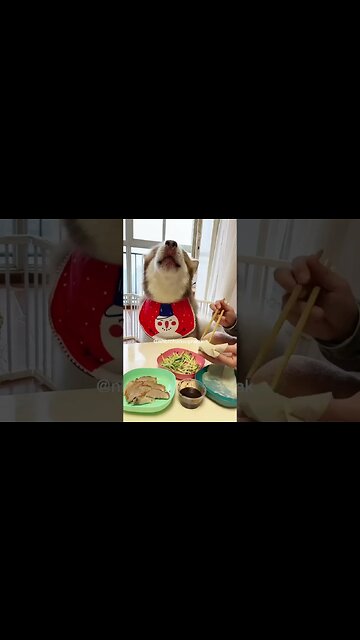 Husky Loves his food with sauce 😋 #Husky