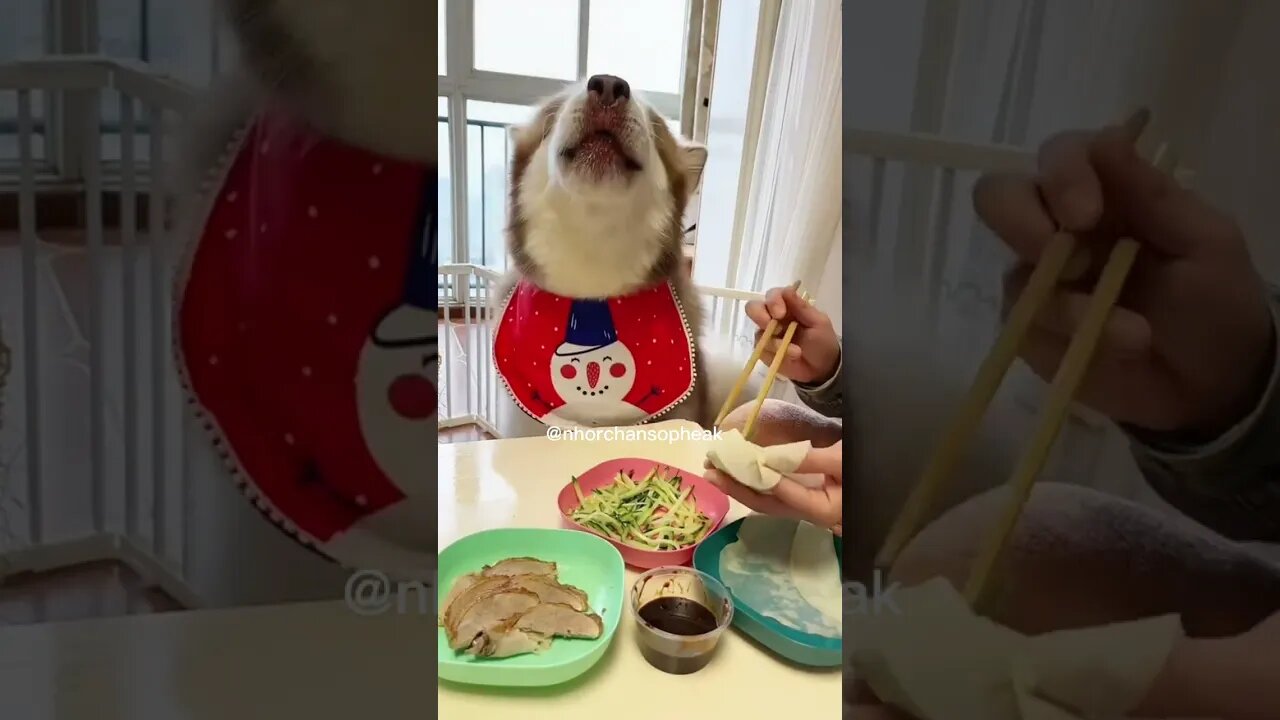 Husky Loves his food with sauce 😋 #Husky