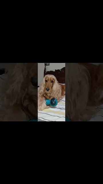 #dogshow , #animals , #dogs , #shorts