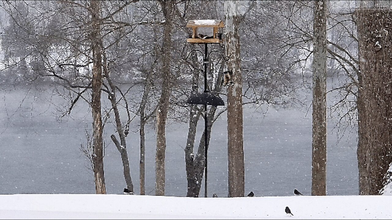 Showy Day At The Feeder