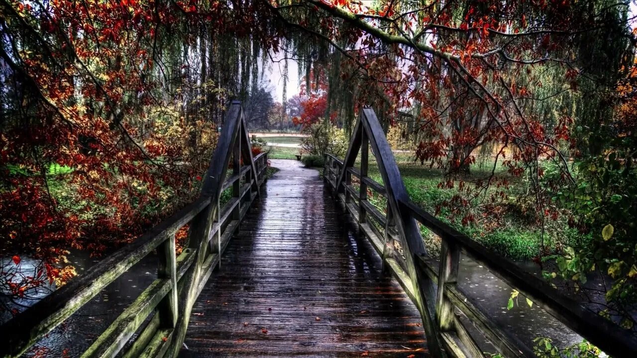 Rain Bridge Trees Forest Relaxing