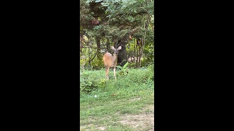 Deer in the Backyard