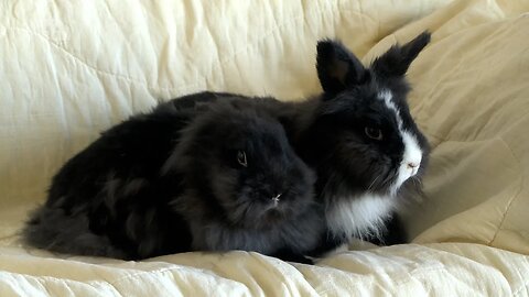 Local Rabbit Rescue | Wednesday, January 18, 2022 | Angela Stewart | Bridge City News