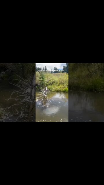 Fly Fishing for Cutthroat Trout