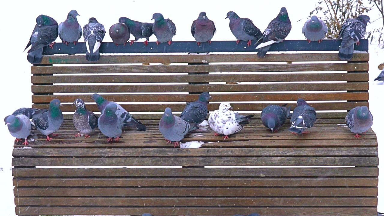 Huuman Go Away! This Bench is Occupied, O-C-C-U-P-I-E-D