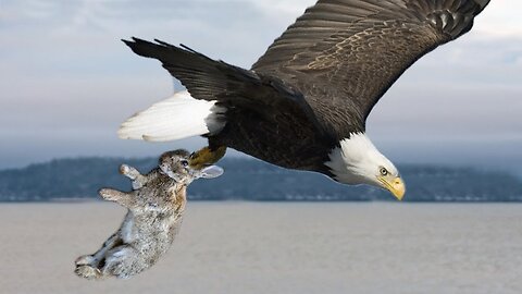 Mother Eagle hunting Rabbit for little eagle