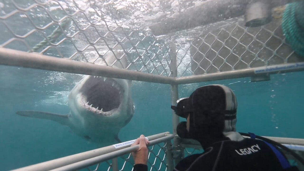 Great White Attacks Crayfish Diver