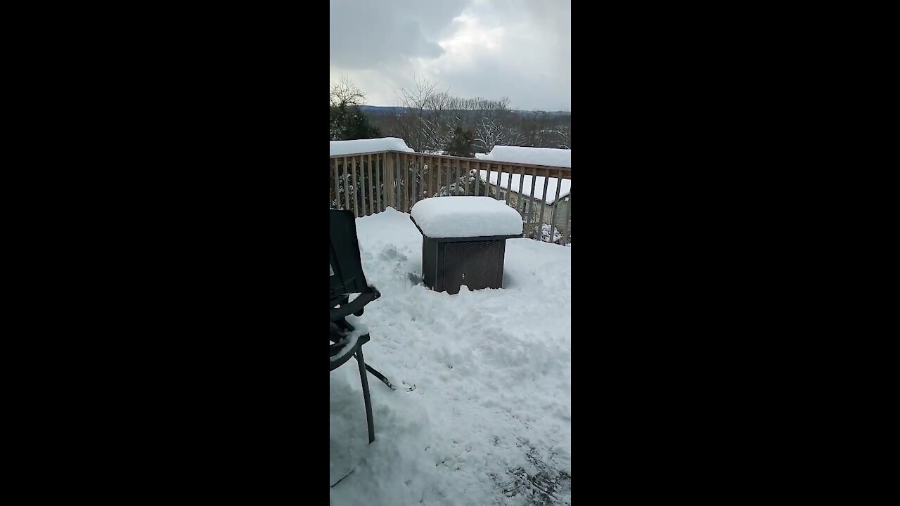 Gunner playing in the snow