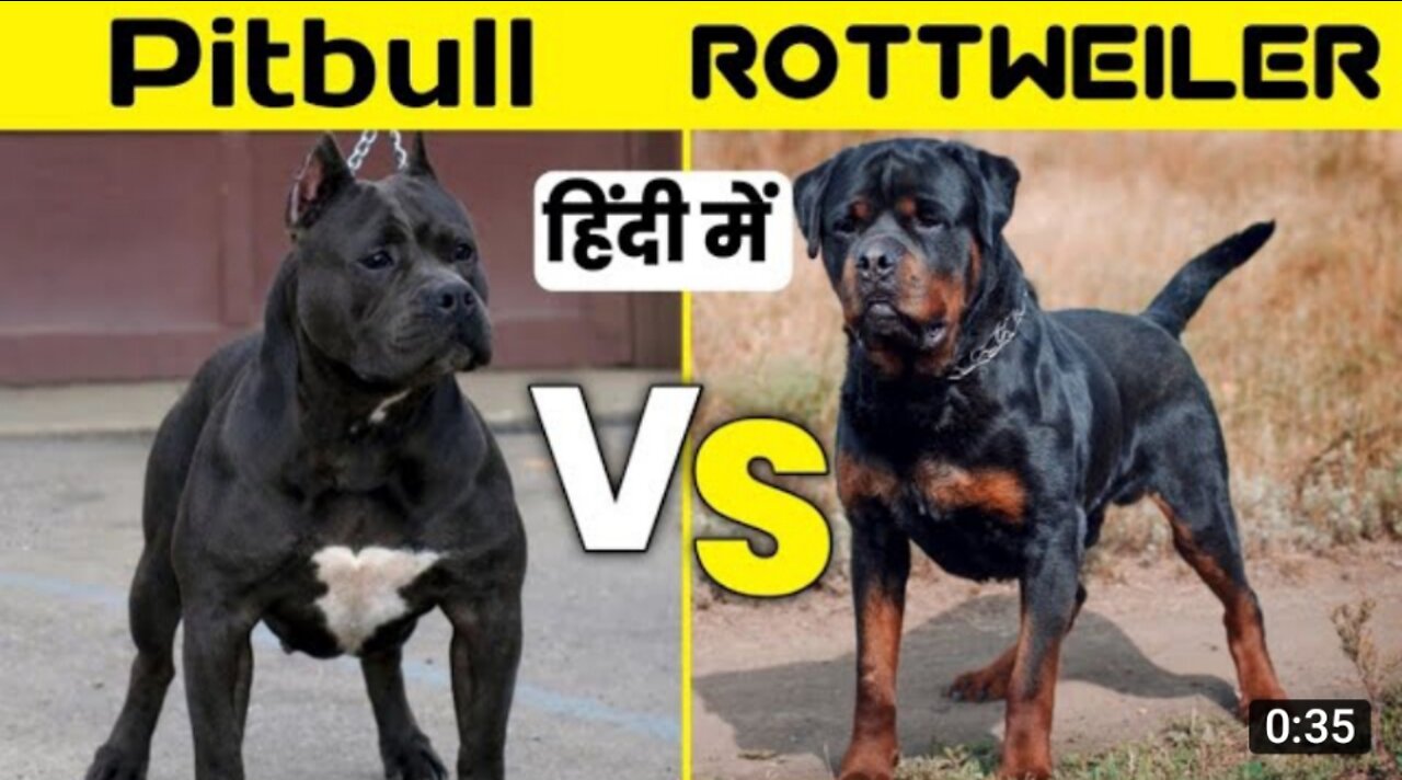 Pitbull vs rottweiler | Pitbull vs rottweiler comparison in Hind | #shorts