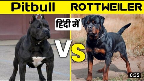 Pitbull vs rottweiler | Pitbull vs rottweiler comparison in Hind | #shorts