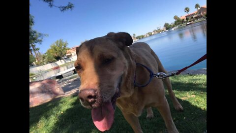 Pet of the Week 10-20-19