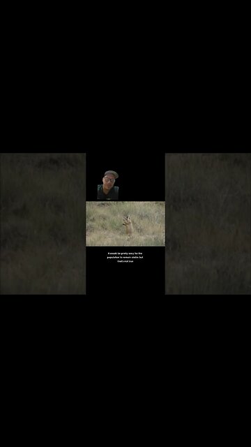 The Utah Prarie dog can only breed 1 hour a year