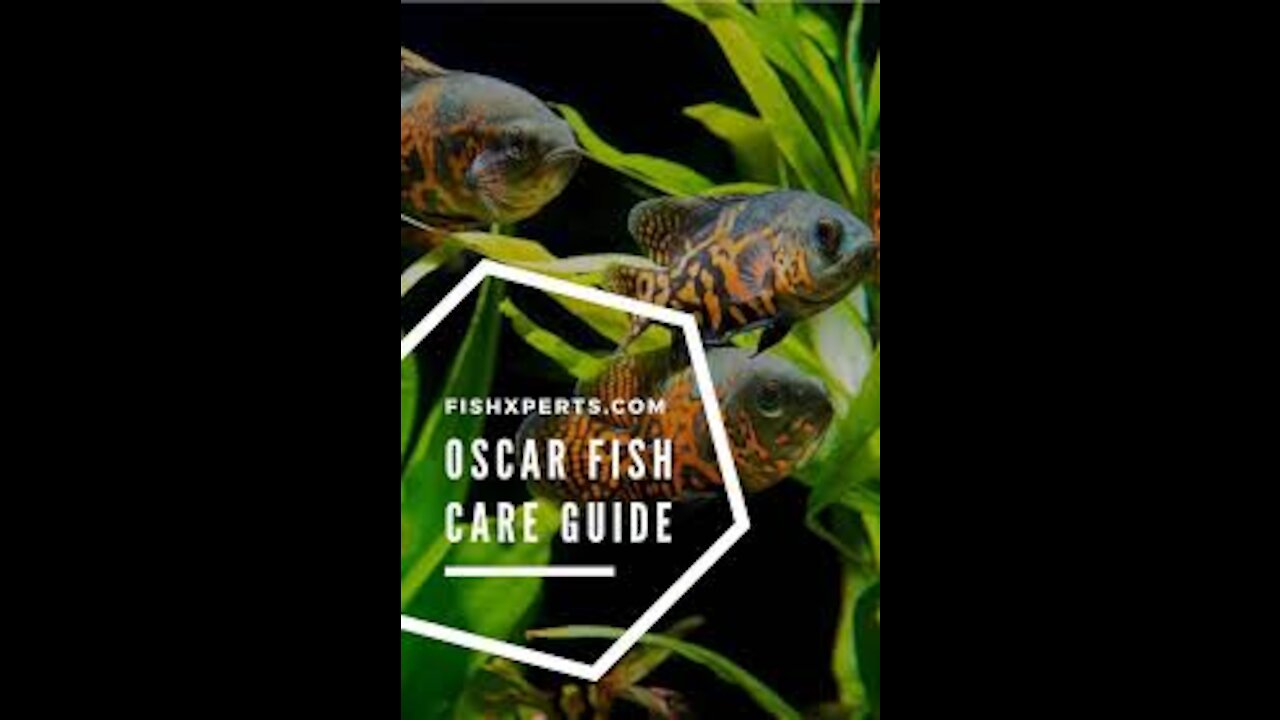 Oscar facts: fish with throat teeth | Animal Fact Files