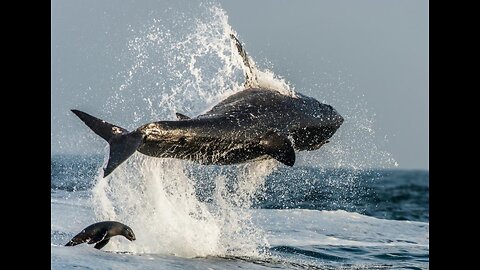 15 Ft Great White Breaches in Kayak Attack