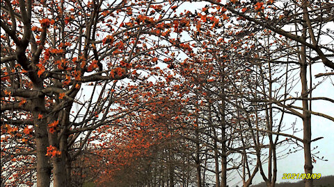 21_0309二林 木棉花道