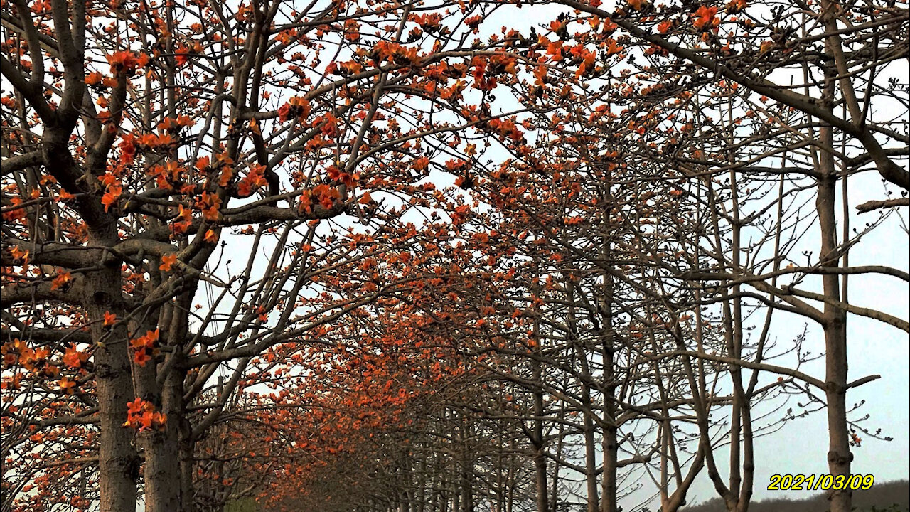 21_0309二林 木棉花道