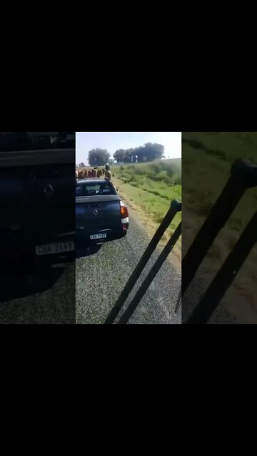 Chancho jabalí arreando vacas (Uruguay)