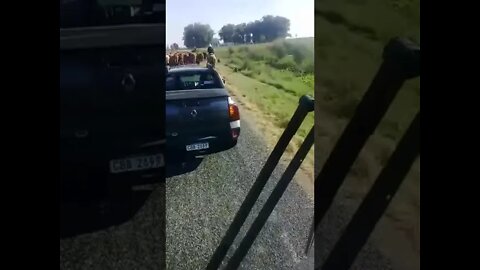 Chancho jabalí arreando vacas (Uruguay)