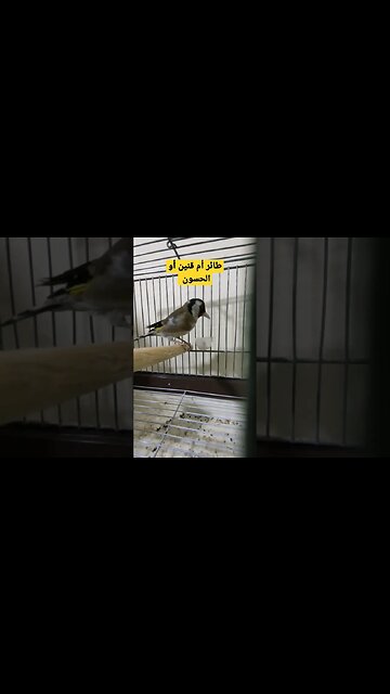 طائر أم قنين أو الحسون