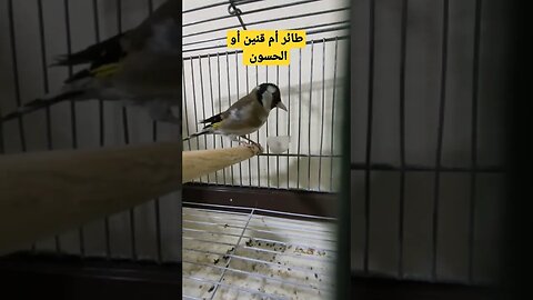 طائر أم قنين أو الحسون