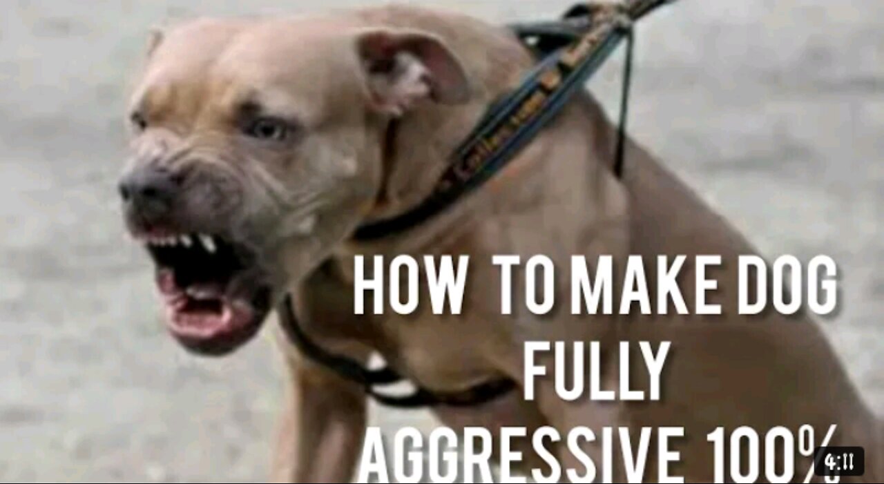 How To Make Dog Become Fully Aggressive With Few Simple Tips