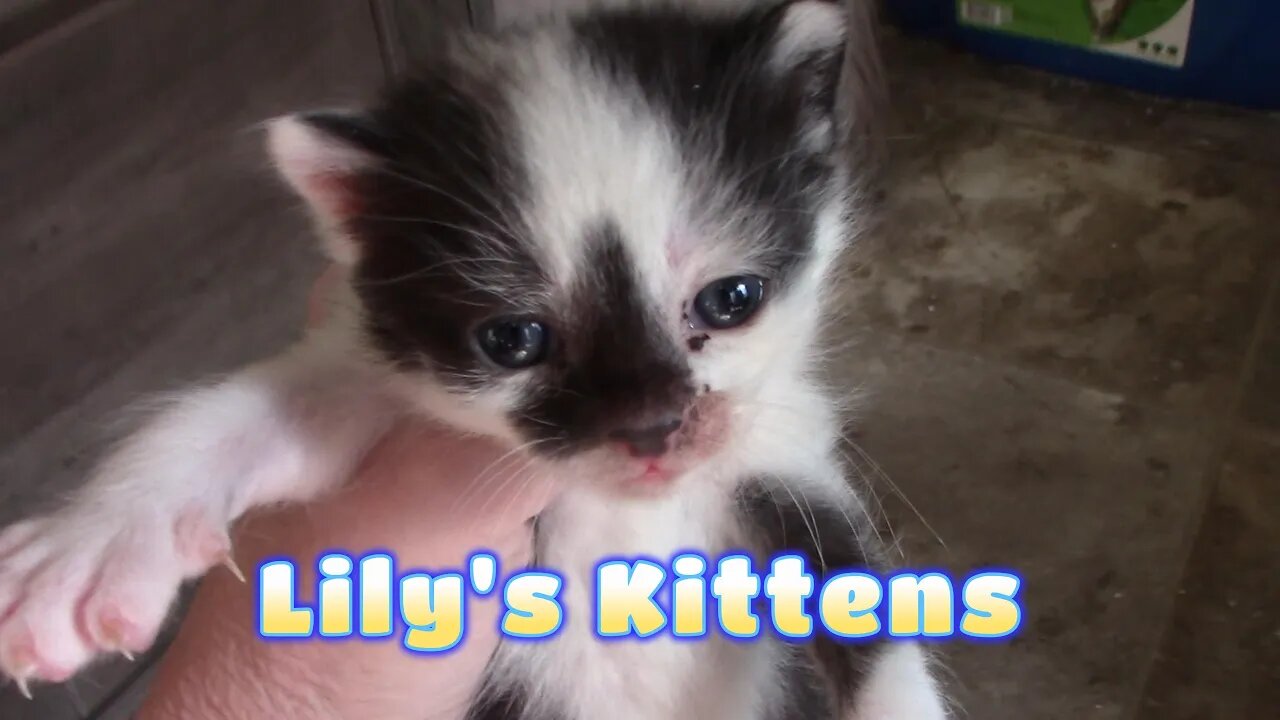 Lily's Kittens Turned 3 Weeks Old! 😻