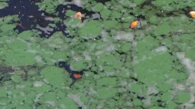 Florida DEP confirms reports of blue-green algae in the C-25 canal in St. Lucie County