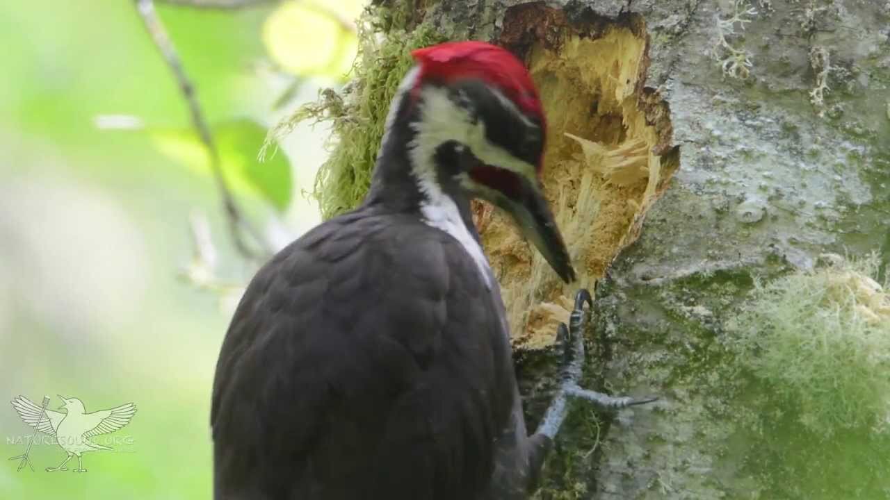 Pileated woodpecker