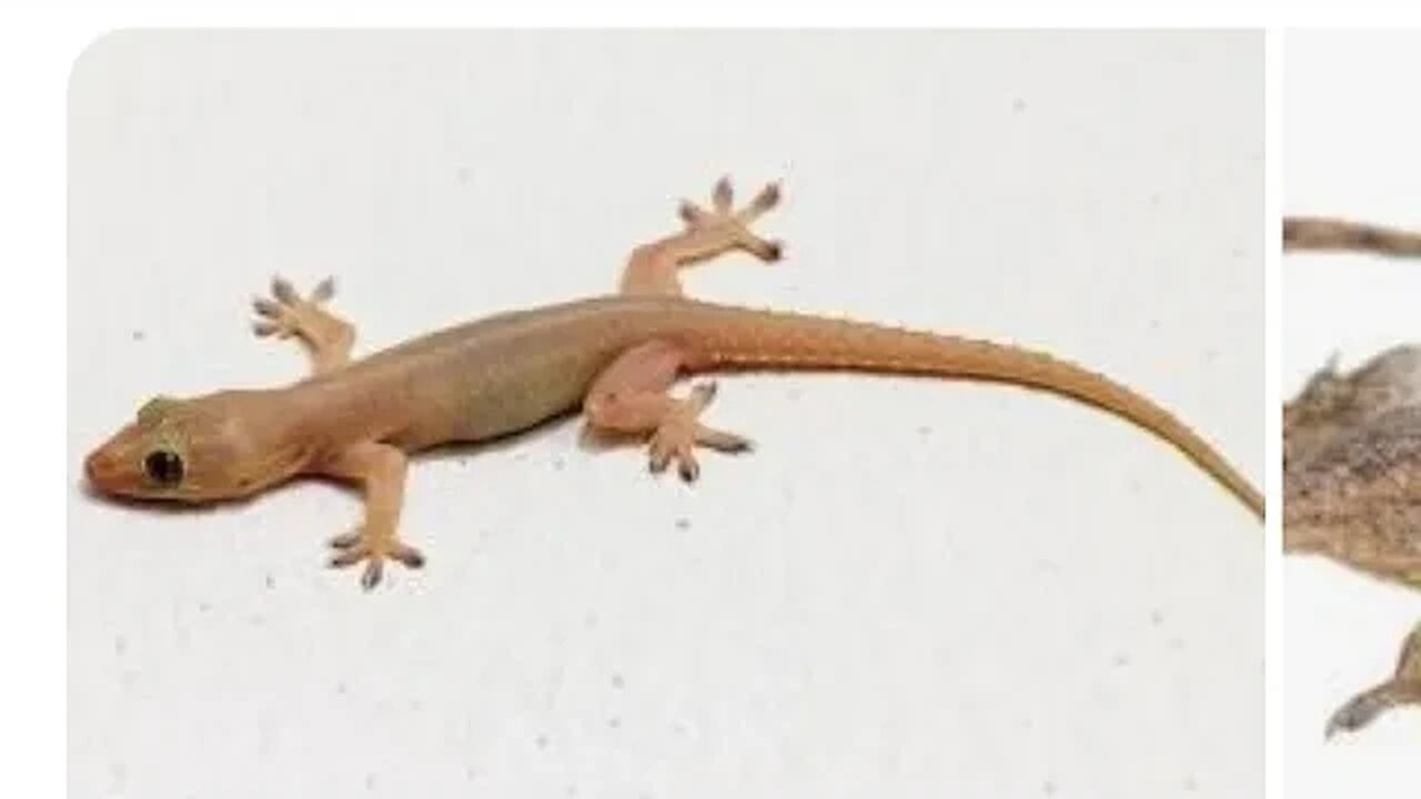 COMMON HOUSE GECKO