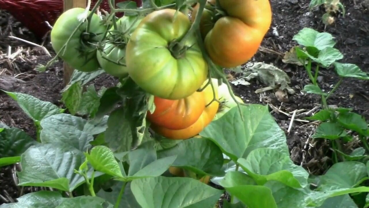 Tasmanian Chocolate Dwarf Tomato From The Dwarf Tomato Project