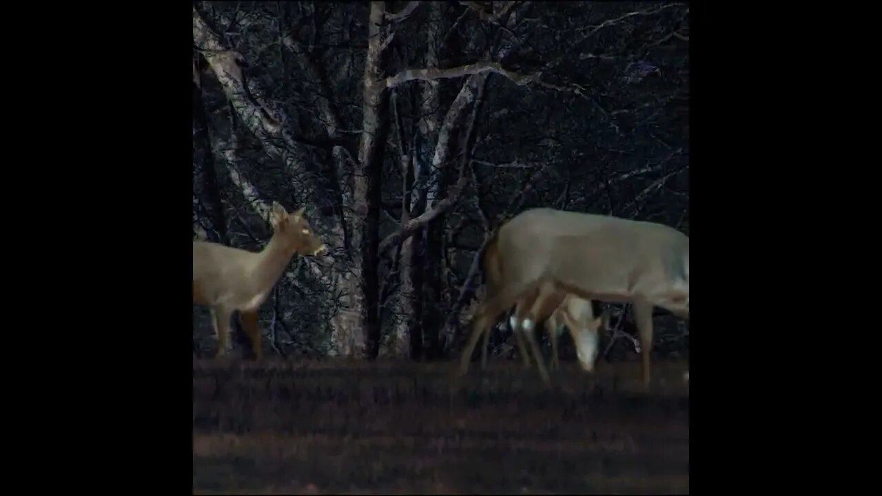 Deer in the Field