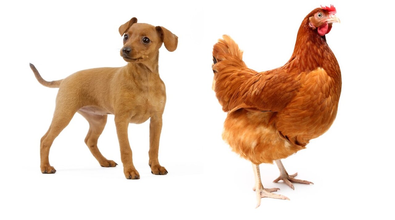 dog kissing chicken