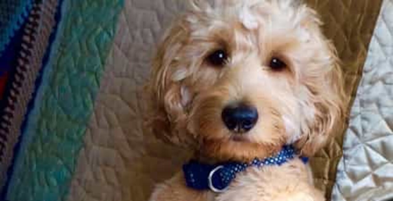 Dog likes to sit on sofa like human