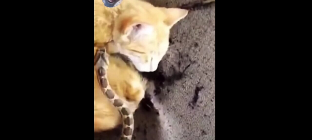 Snake and cat video - snake catch cat